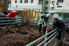 Кизильник в Щукине посажен
